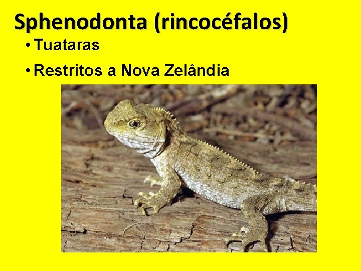 Sphenodonta (rincocéfalos) • Tuataras • Restritos a Nova Zelândia 