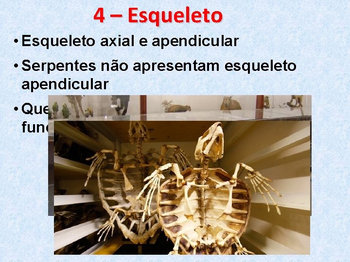 4 – Esqueleto • Esqueleto axial e apendicular • Serpentes não apresentam esqueleto apendicular