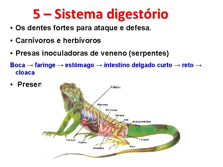 5 – Sistema digestório • Os dentes fortes para ataque e defesa. • Carnívoros