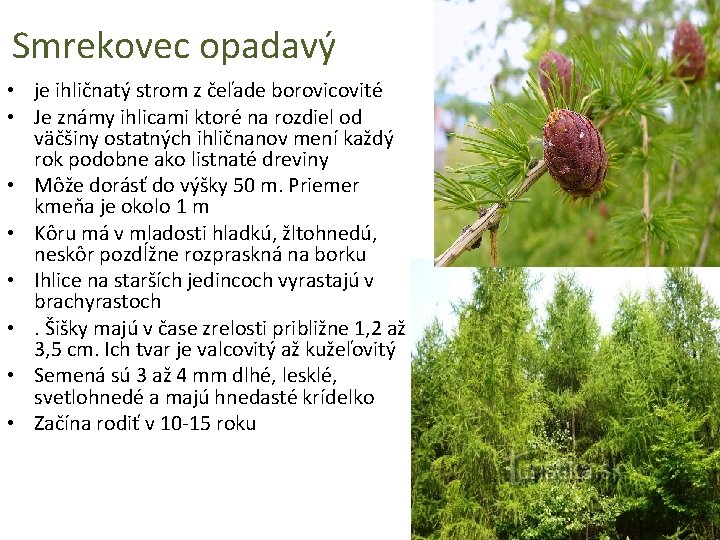 Smrekovec opadavý • je ihličnatý strom z čeľade borovicovité • Je známy ihlicami ktoré