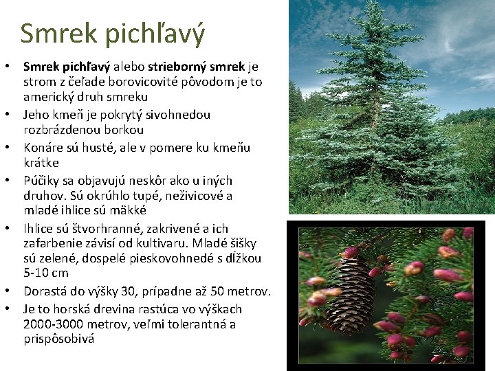 Smrek pichľavý • Smrek pichľavý alebo strieborný smrek je strom z čeľade borovicovité pôvodom