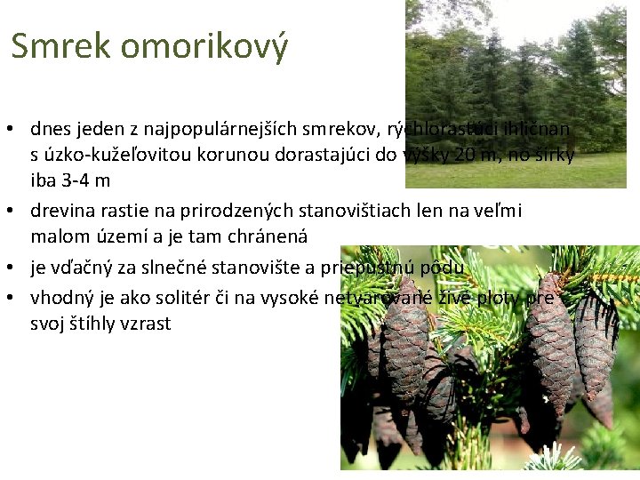 Smrek omorikový • dnes jeden z najpopulárnejších smrekov, rýchlorastúci ihličnan s úzko-kužeľovitou korunou dorastajúci