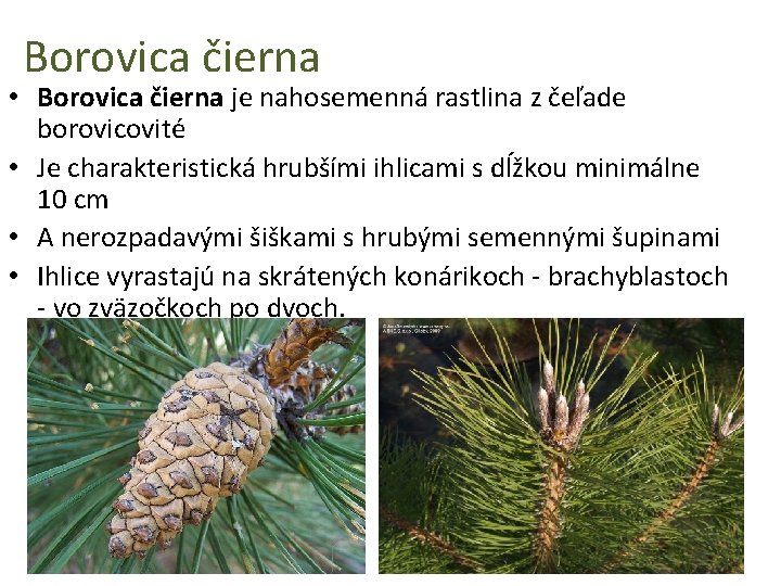 Borovica čierna • Borovica čierna je nahosemenná rastlina z čeľade borovicovité • Je charakteristická