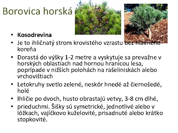 Borovica horská • Kosodrevina • Je to ihličnatý strom krovistého vzrastu bez hlavného koreňa