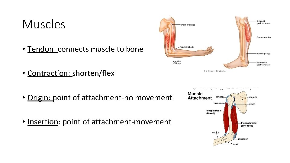 Muscles • Tendon: connects muscle to bone • Contraction: shorten/flex • Origin: point of