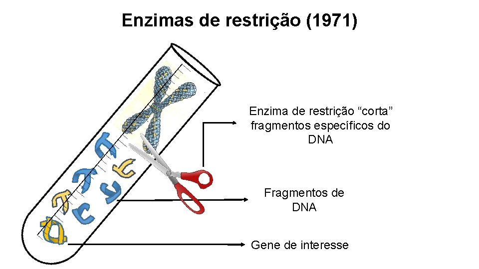 Enzimas de restrição (1971) Enzima de restrição “corta” fragmentos específicos do DNA Fragmentos de