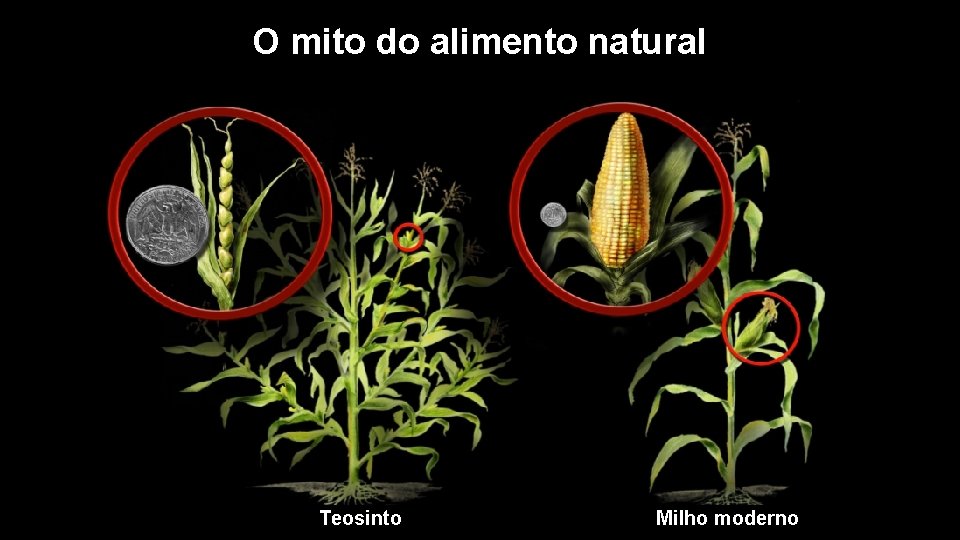 O mito do alimento natural Teosinto Milho moderno 