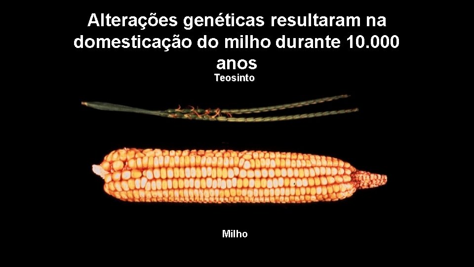 Alterações genéticas resultaram na domesticação do milho durante 10. 000 anos Teosinto Milho 