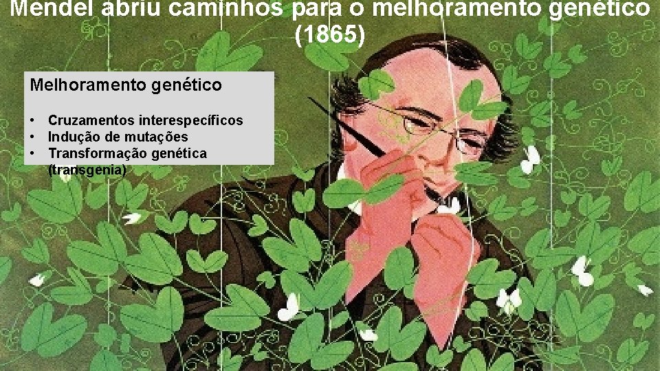 Mendel abriu caminhos para o melhoramento genético (1865) Melhoramento genético • Cruzamentos interespecíficos •