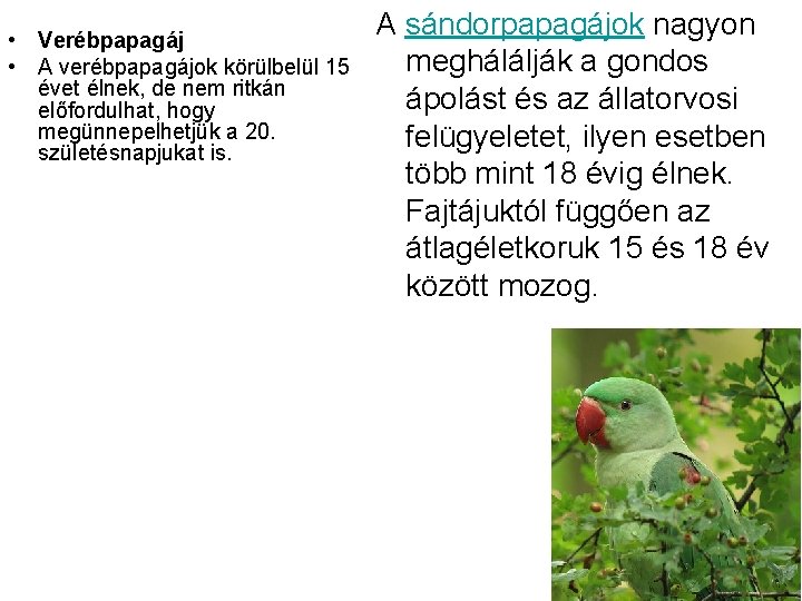 • Verébpapagáj • A verébpapagájok körülbelül 15 évet élnek, de nem ritkán előfordulhat,