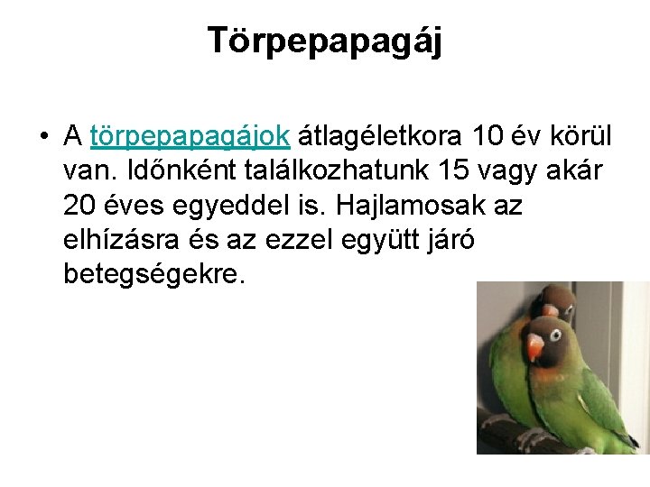 Törpepapagáj • A törpepapagájok átlagéletkora 10 év körül van. Időnként találkozhatunk 15 vagy akár