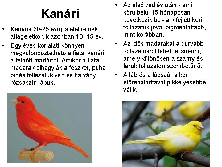 Kanári • Kanárik 20 25 évig is elélhetnek, átlagéletkoruk azonban 10 15 év. •