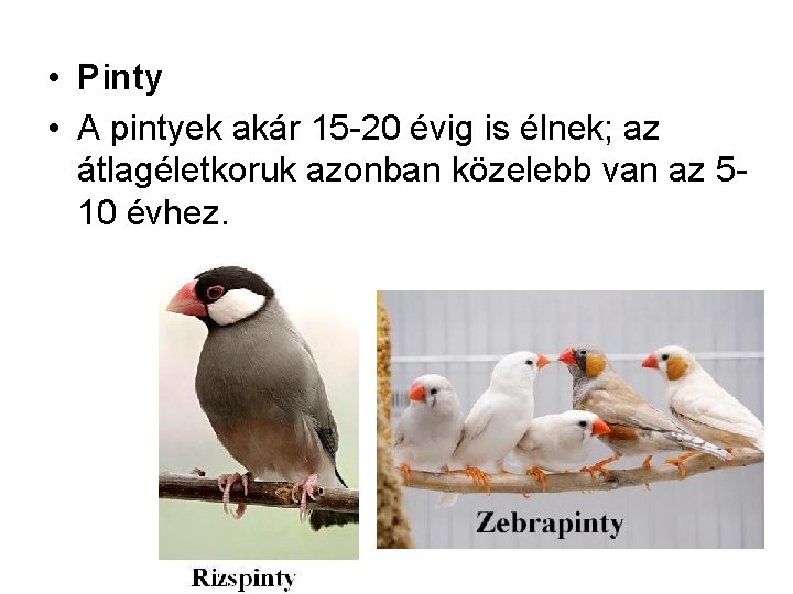  • Pinty • A pintyek akár 15 20 évig is élnek; az átlagéletkoruk