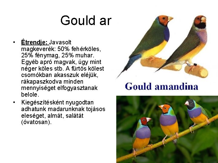 Gould amandina • Étrendje: Javasolt magkeverék: 50% fehérköles, 25% fénymag, 25% muhar. Egyéb apró