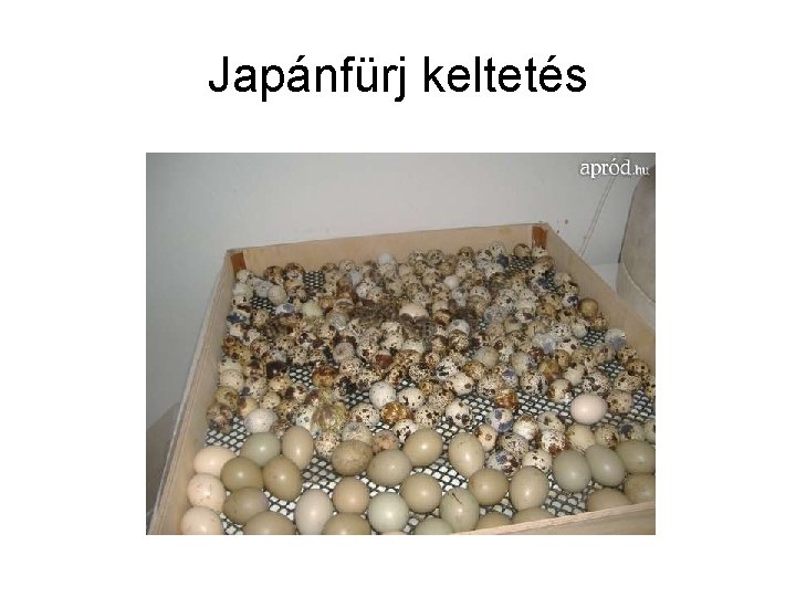 Japánfürj keltetés 