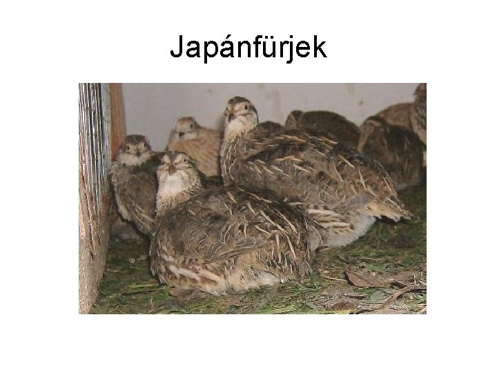 Japánfürjek 