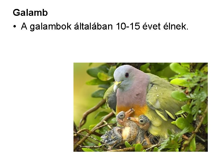 Galamb • A galambok általában 10 15 évet élnek. 
