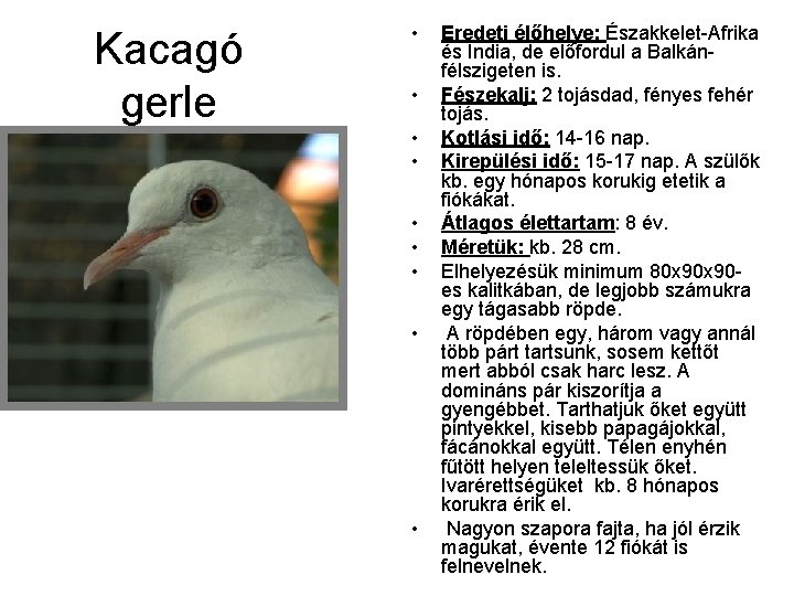 Kacagó gerle • • • Eredeti élőhelye: Északkelet Afrika és India, de előfordul a