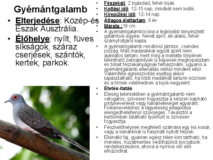 Gyémántgalamb • • Elterjedése: Közép és Észak Ausztrália. • Élőhelye: nyílt, füves • síkságok,