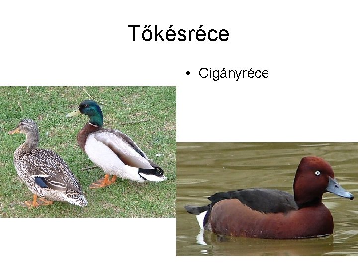 Tőkésréce • Cigányréce 