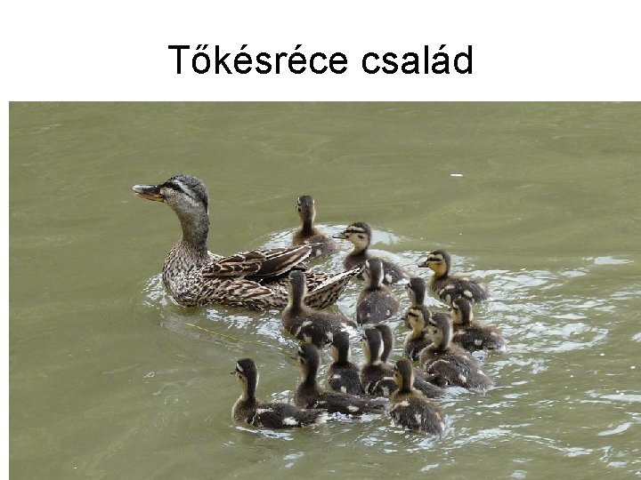 Tőkésréce család 