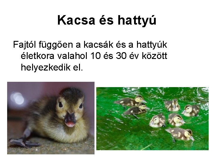 Kacsa és hattyú Fajtól függően a kacsák és a hattyúk életkora valahol 10 és
