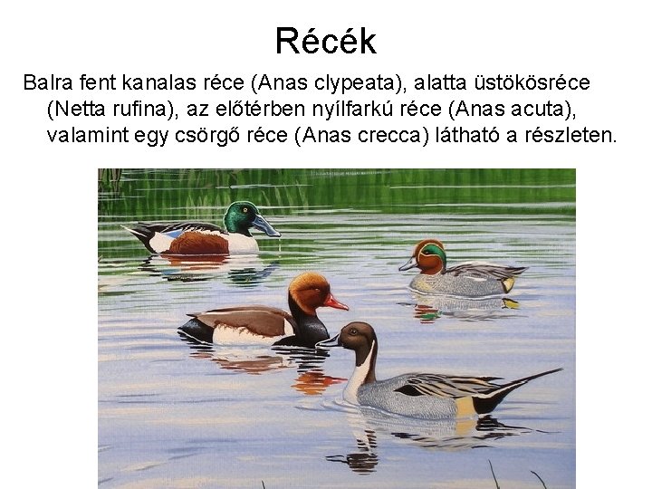  Récék Balra fent kanalas réce (Anas clypeata), alatta üstökösréce (Netta rufina), az előtérben