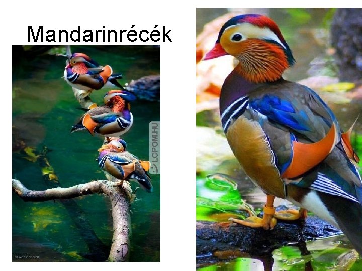 Mandarinrécék 