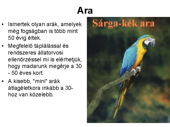 Ara • Ismertek olyan arák, amelyek még fogságban is több mint 50 évig éltek.
