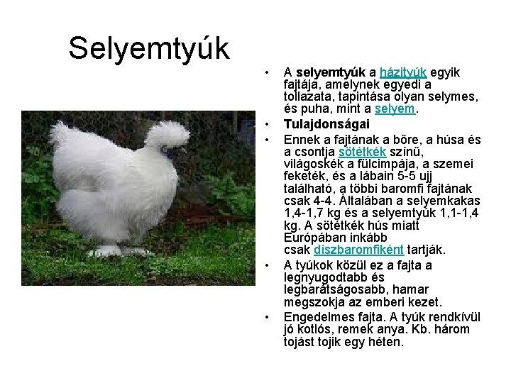 Selyemtyúk • • • A selyemtyúk a házityúk egyik fajtája, amelynek egyedi a tollazata,
