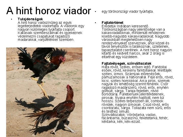 A hint horoz viador • Tulajdonságok A hint horoz valószínűleg az egyik legelterjedtebb viadorfajta.