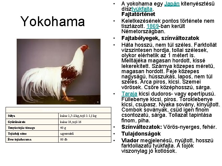  • Yokohama • • Általános tulajdonságok: Súlya kakas 1, 7– 2 kg, tojó