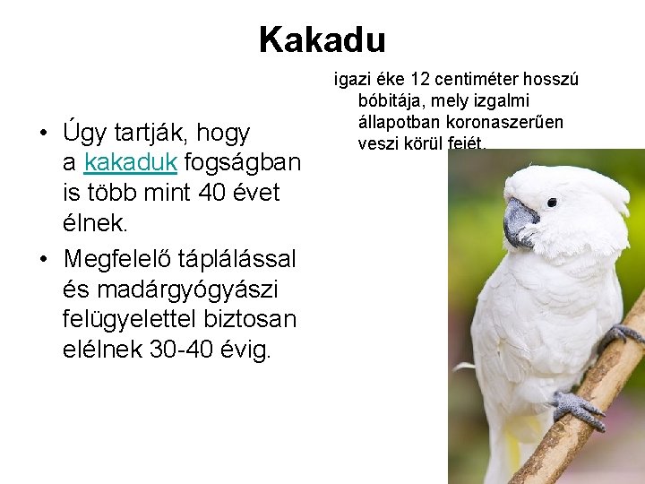 Kakadu • Úgy tartják, hogy a kakaduk fogságban is több mint 40 évet élnek.