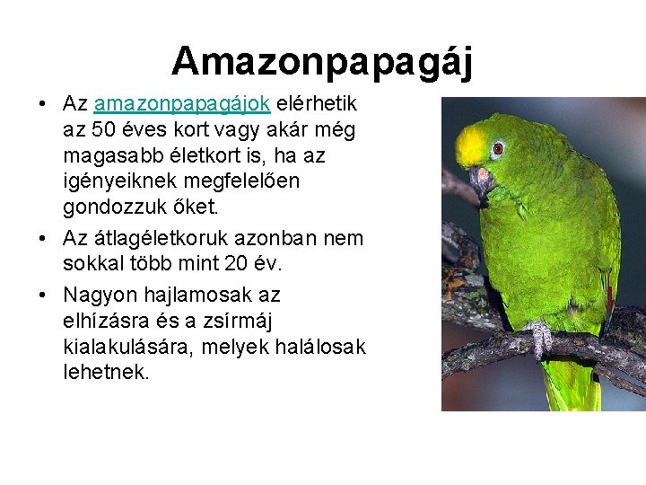 Amazonpapagáj • Az amazonpapagájok elérhetik az 50 éves kort vagy akár még magasabb életkort