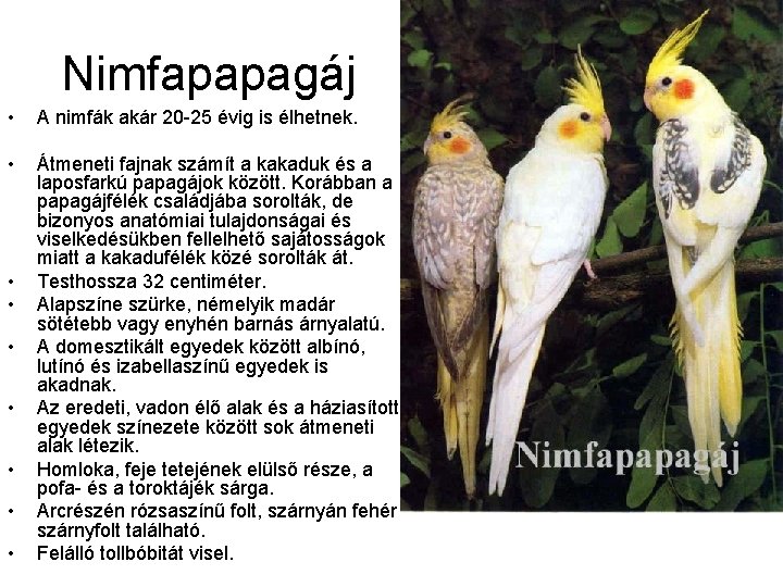 Nimfapapagáj • A nimfák akár 20 25 évig is élhetnek. • Átmeneti fajnak számít