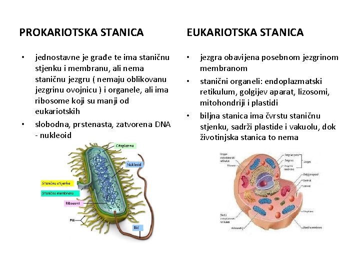 PROKARIOTSKA STANICA • • jednostavne je građe te ima staničnu stjenku i membranu, ali