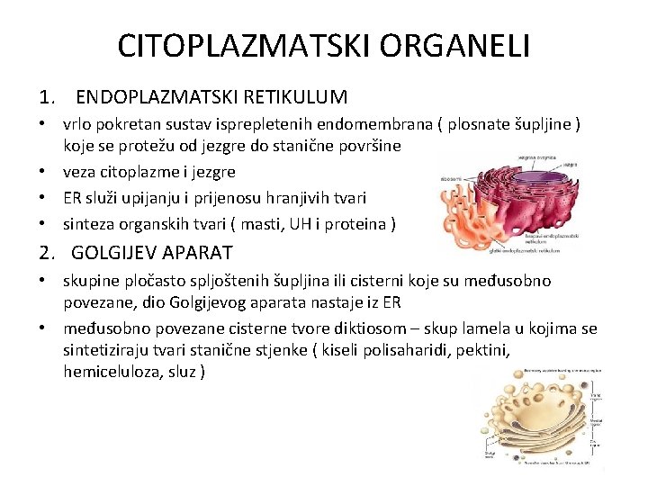 CITOPLAZMATSKI ORGANELI 1. ENDOPLAZMATSKI RETIKULUM • vrlo pokretan sustav isprepletenih endomembrana ( plosnate šupljine