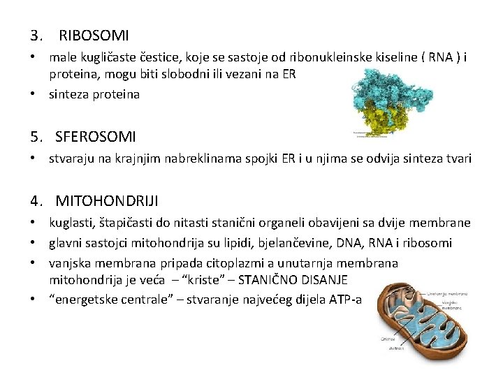 3. RIBOSOMI • male kugličaste čestice, koje se sastoje od ribonukleinske kiseline ( RNA