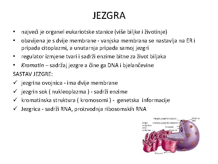 JEZGRA • najveći je organel eukariotske stanice (više biljke i životinje) • obavijena je