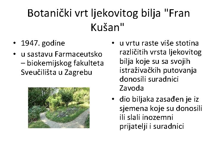 Botanički vrt ljekovitog bilja "Fran Kušan" • 1947. godine • u vrtu raste više