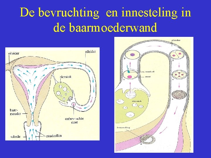 De bevruchting en innesteling in de baarmoederwand 