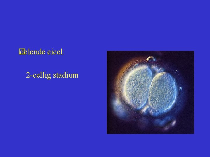  delende eicel: � 2 -cellig stadium 