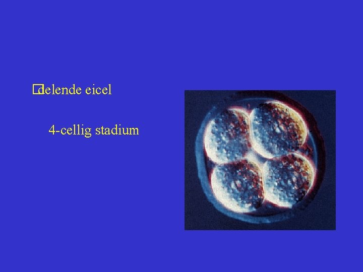  delende eicel � 4 -cellig stadium 