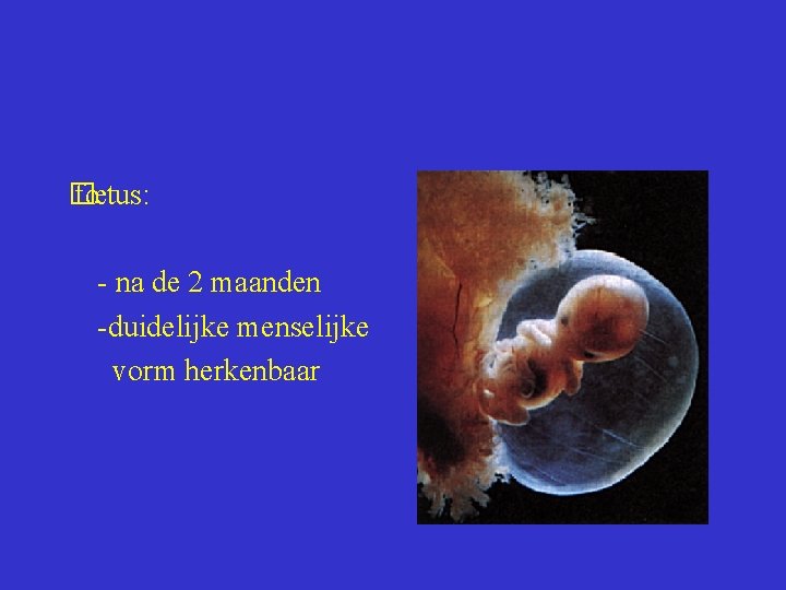  fœtus: � - na de 2 maanden -duidelijke menselijke vorm herkenbaar 