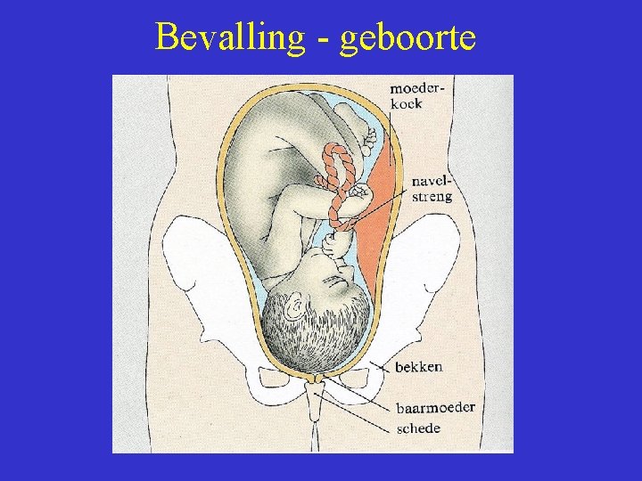 Bevalling - geboorte 