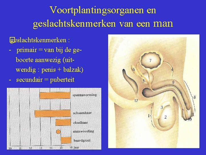 Voortplantingsorganen en geslachtskenmerken van een man � geslachtskenmerken : - primair = van bij