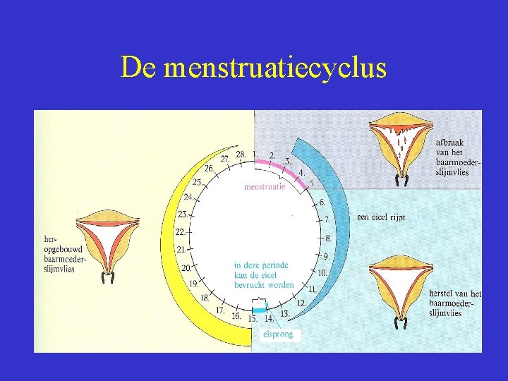 De menstruatiecyclus 