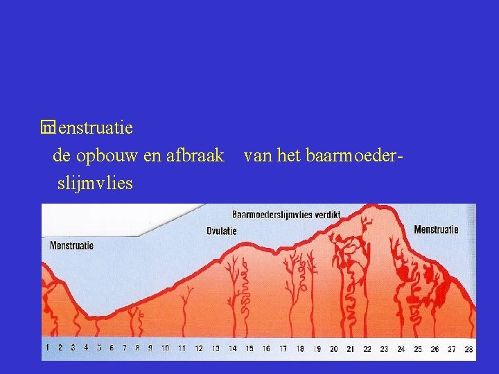  � menstruatie de opbouw en afbraak van het baarmoeder slijmvlies 