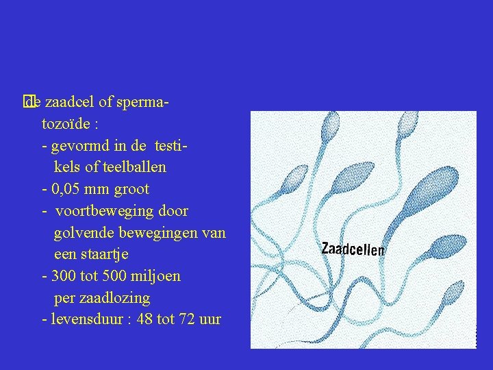  � de zaadcel of sperma tozoïde : - gevormd in de testi kels