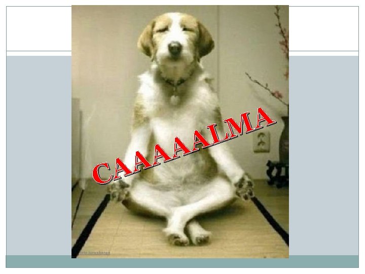 A M L A A CA 